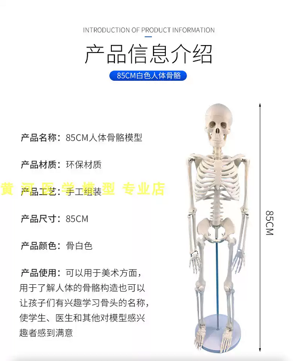 Mô hình giải phẫu đầu mặt cổ  Giao hàng tận nơi  CÔNG TY TNHH KHOA HỌC  CÔNG NGHỆ HKM