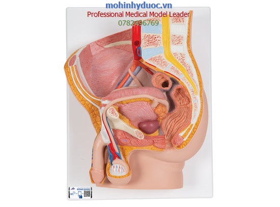 MÔ HÌNH GIẢI PHẪU KHUNG CHẬU NAM 2 PHẦN 1000282 - H11