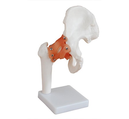 MÔ HÌNH KHỚP HÁNG KÍCH NGƯỜI THẬT XC-110
