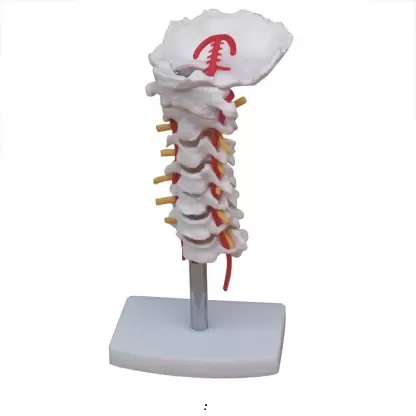 MÔ HÌNH XƯƠNG CỘT SỐNG CỔ CÓ ĐỘNG MẠCH XC-133