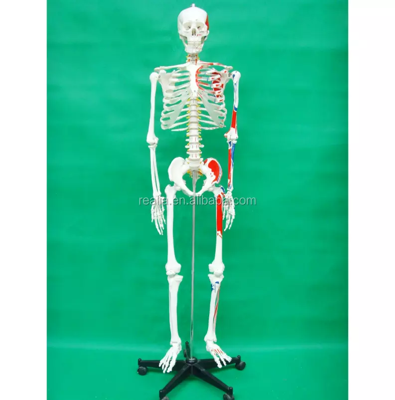 Mô hình xương người có nguyên ủy bám tận 170cm