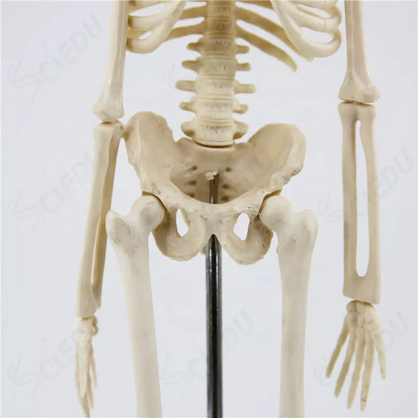 Hoảng hồn thấy bộ xương người ở rừng keo, hóa ra là xương mô hình bằng nhựa  - Tuổi Trẻ Online