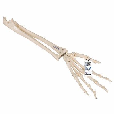 Mô hình xương bàn tay 3B Scientific A40