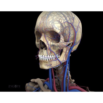 MÔ HÌNH GIẢI PHẪU NAM VÀ NỮ 3D