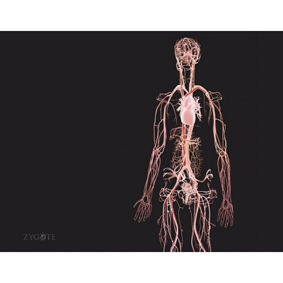 MÔ HÌNH GIẢI PHẪU NAM VÀ NỮ 3D