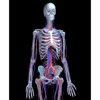 MÔ HÌNH GIẢI PHẪU NAM VÀ NỮ 3D