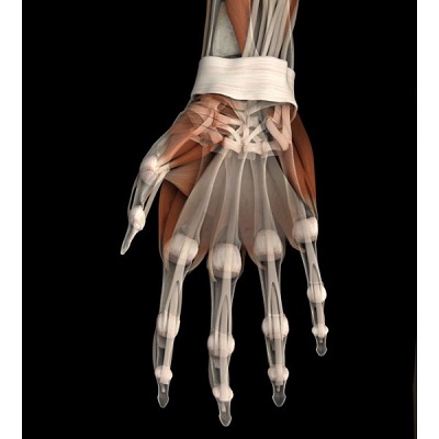 MÔ HÌNH GIẢI PHẪU NAM VÀ NỮ 3D