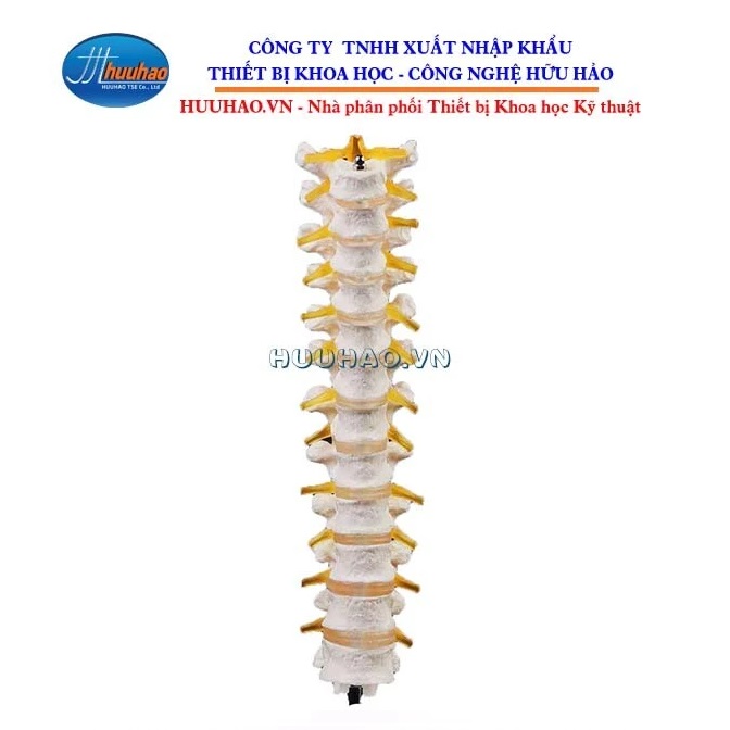 MÔ HÌNH CỘT SỐNG NGỰC