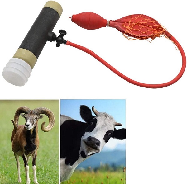 ÂM ĐẠO GIẢ CHO LỢN