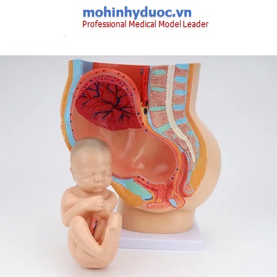 MÔ HÌNH XƯƠNG CHẬU NỮ VÀ THAI NHI