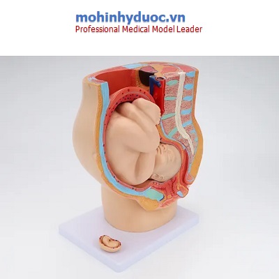 MÔ HÌNH XƯƠNG CHẬU NỮ VÀ THAI NHI