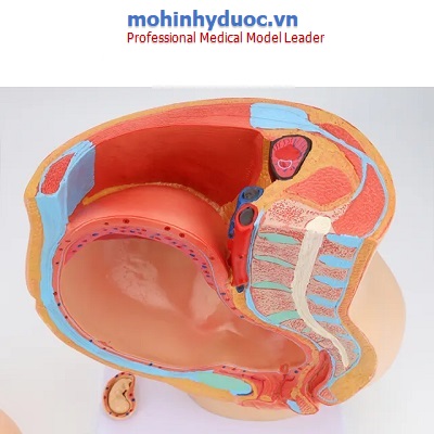 MÔ HÌNH XƯƠNG CHẬU NỮ VÀ THAI NHI