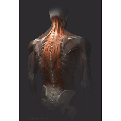 MÔ HÌNH GIẢI PHẪU CƠ THỂ NGƯỜI NAM 3D