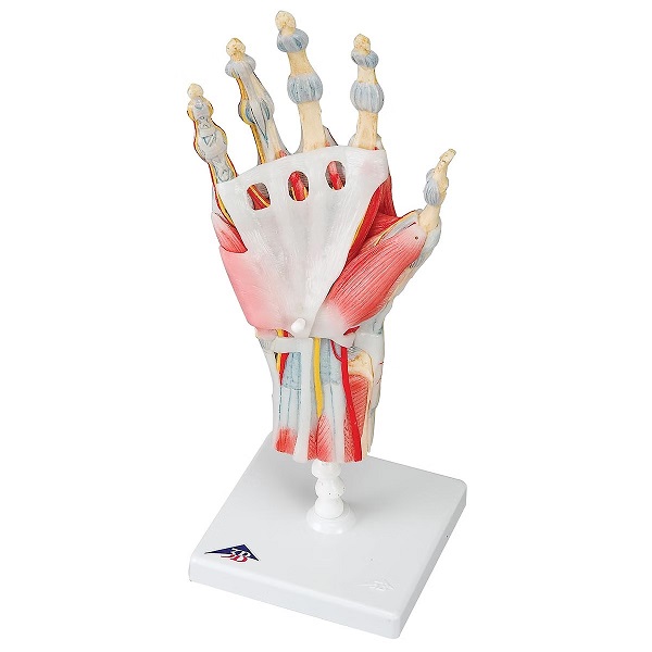 Mô Hình Bàn Tay, Xương Cơ Và Dây Chằng – 1000358 – 3B Scientific