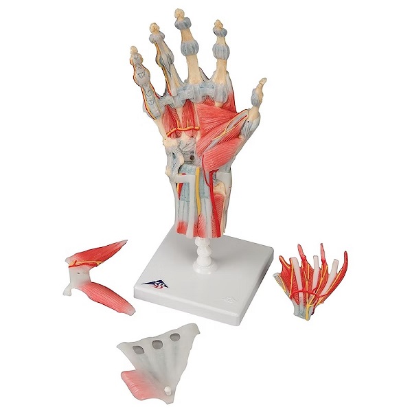 Mô Hình Bàn Tay, Xương Cơ Và Dây Chằng – 1000358 – 3B Scientific