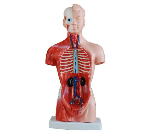 MÔ HÌNH BÁN THÂN 26CM 15 PHẦN