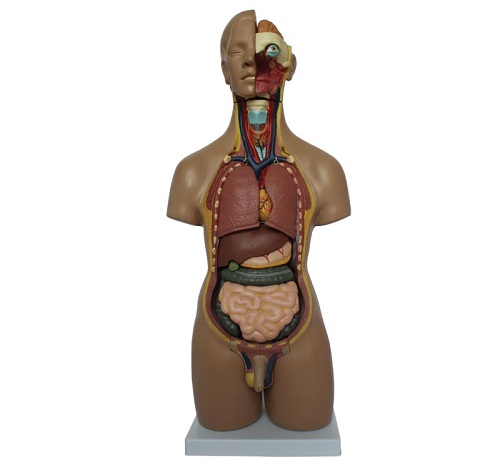 MÔ HÌNH GIẢI PHẪU BÁN THÂN KÈM NỘI TẠNG 55CM 20 PHẦN NAM/NỮ