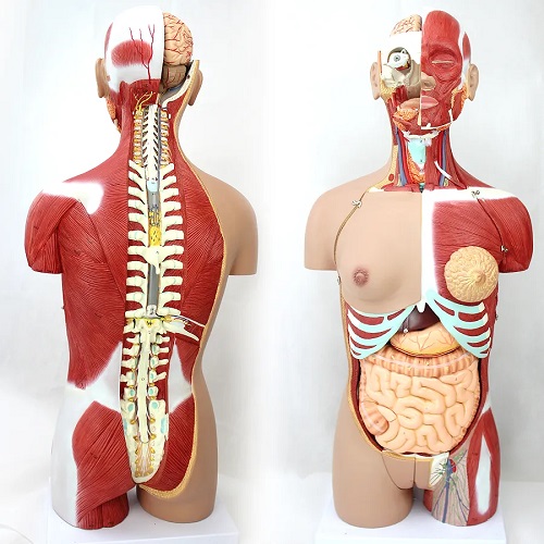 MÔ HÌNH BÁN THÂN 85CM KÈM NỘI TẠNG 24 PHẦN