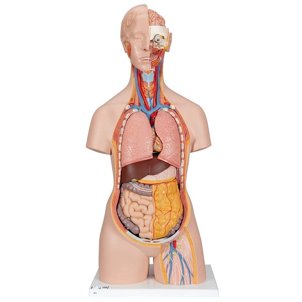 Mô Hình Bán Thân Nội Tạng Tháo Rời 20 Phần – 1000197 – 3B Scientific