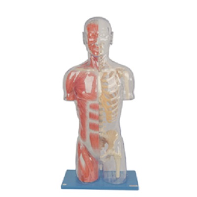 MÔ HÌNH BÁN THÂN TRONG SUỐT CÓ CƠ VÀ XƯƠNG GD/A10006