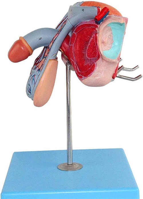 MÔ HÌNH BỘ PHẬN SINH DỤC NAM