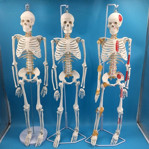 MÔ HÌNH HỆ XƯƠNG NGƯỜI 85CM - TỶ LỆ 1:2