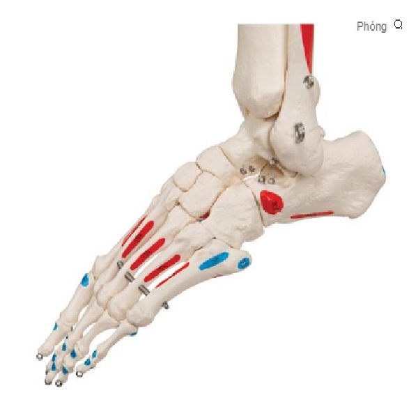 Mô hình xương người gắn kết với cơ màu  httpakitechvn