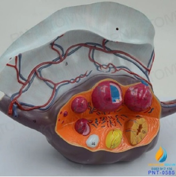 MÔ HÌNH CÁC GIAI ĐOẠN PHÁT TRIỂN CỦA NANG TRỨNG