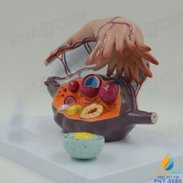 MÔ HÌNH CÁC GIAI ĐOẠN PHÁT TRIỂN CỦA NANG TRỨNG