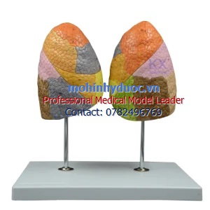 MÔ HÌNH CÁC PHÂN THÙY CỦA PHỔI - GIẢI PHẪU PHỔI