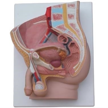 MÔ HÌNH CẮT ĐỨNG KHUNG CHẬU NAM 2 PHẦN