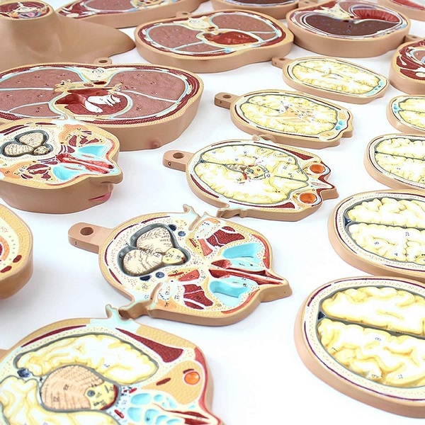 Mô hình cắt lớp cơ thể theo chiều ngang