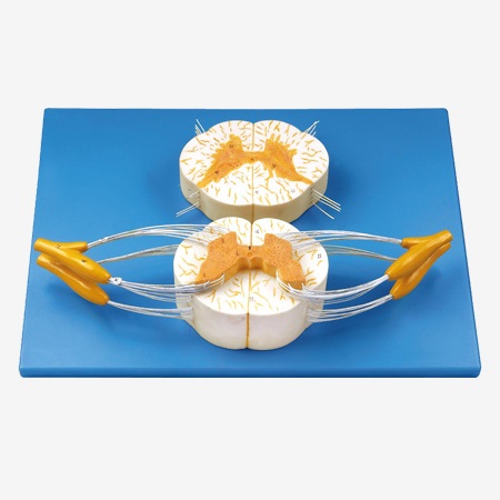 MÔ HÌNH CẮT NGANG TỦY SỐNG CÓ CÁC DÂY THẦN KINH GD/A18103