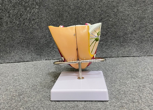MÔ HÌNH GIẢI PHẪU BUỒNG TRỨNG TỬ CUNG