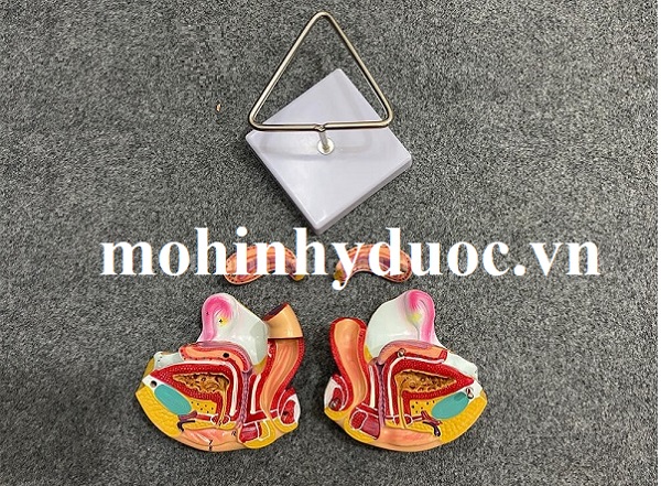 MÔ HÌNH GIẢI PHẪU BUỒNG TRỨNG TỬ CUNG
