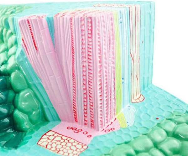 MÔ HÌNH CẤU TẠO LÁ CÂY