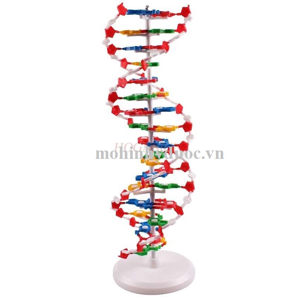 Mô hình cấu trúc phân tử DNA