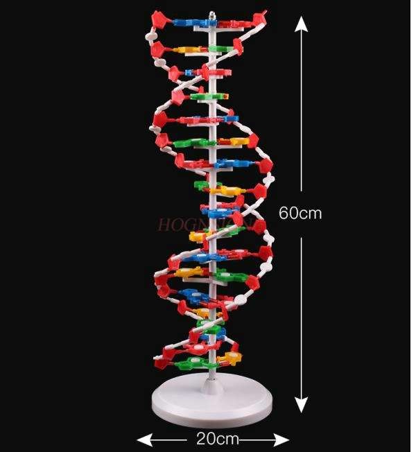 Tô màu mô hình chuỗi dna  Trang Tô Màu Cho Bé