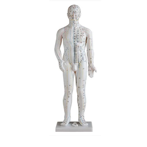 Mô hình châm cứu huyệt đạo toàn thân 70cm