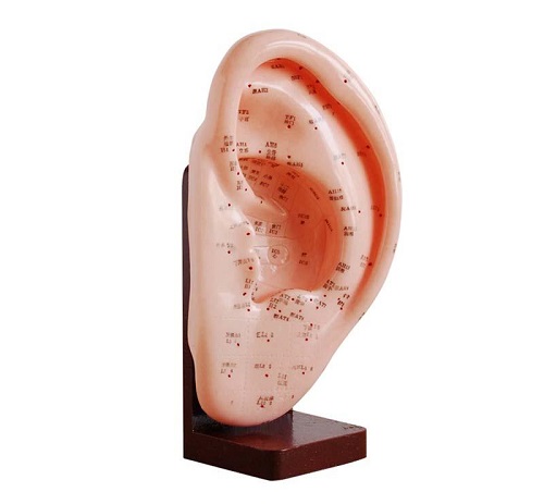 MÔ HÌNH CHÂM CỨU TAI 22CM