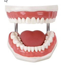 Mô hình cắt ngang của răng người kích thước 55x75x85mm chất liệu nhựa PVC  VIETVALUE