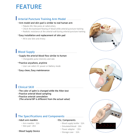 MÔ HÌNH CHỌC DÒ ĐỘNG MẠCH (ARTERIAL PUNCTURE TRAINING MODEL) - BT- CSPA - HÀN QUỐC