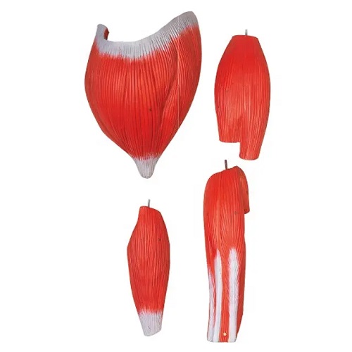 MÔ HÌNH CƠ BẮP CỦA CON NGƯỜI CÙNG CÁC CƠ QUAN NỘI TẠNG GD/A10001