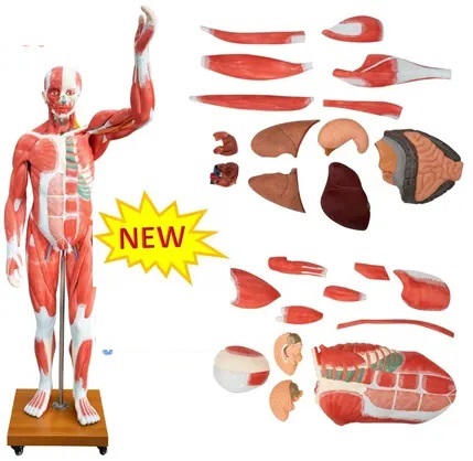 MÔ HÌNH GIẢI PHẪU CƠ BẮP NGƯỜI KÍCH THƯỚC THẬT (29 PHẦN) 175CM