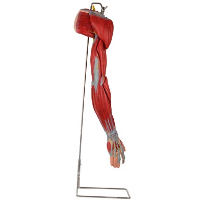 MÔ HÌNH CƠ CÁNH TAY VỚI CÁC MẠCH VÀ DÂY THẦN KINH CHÍNH GD/A11305