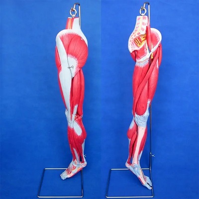 MÔ HÌNH GIẢI PHẪU CƠ CHI DƯỚI BIX-A1038