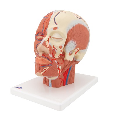 MÔ HÌNH CƠ ĐẦU VỚI MẠCH MÁU VÀ DÂY THẦN KINH