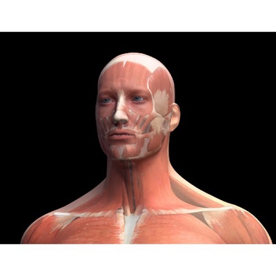 MÔ HÌNH GIẢI PHẪU CƠ THỂ NGƯỜI NAM 3D
