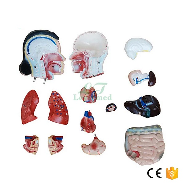 MÔ HÌNH CƠ THỂ NGƯỜI NỮ 42CM 15 BỘ PHẬN