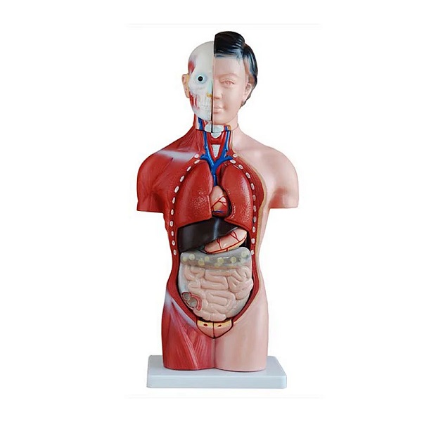 MÔ HÌNH CƠ THỂ NGƯỜI NỮ 42CM 15 BỘ PHẬN